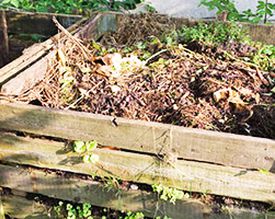 Jak prawidłowo kompostować i skorzystać z akceleratora kompostu?